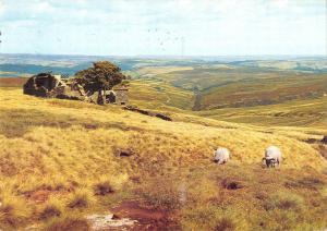 B96599 haworth moor yorkshire  uk