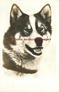 Alaska Marmute Dog, RPPC, US Navy Cancel, Photo