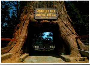 California Redwood Highway CHandelier Tree Drive-Thru Tree Park