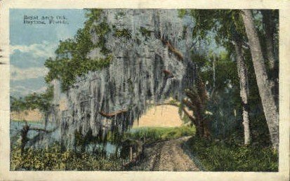 Royal Arch Oak - Daytona Beach, Florida FL