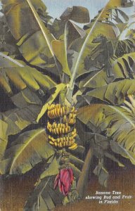 Banana Tree Showing Bud and Fruit - Banana Trees, Florida FL  