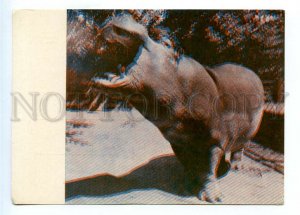 498594 USSR 1967 Latvia Riga Zoo hippopotamus Jonah stereo volumetric postcard