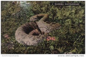 A Florida Rattlesnake