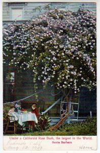 Under a Ca Rose Bush, Largest in the World, Santa Barbara CA