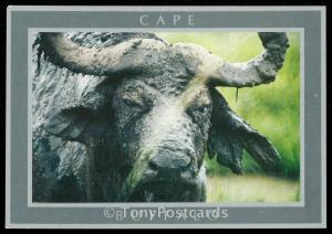 Cape Buffalo