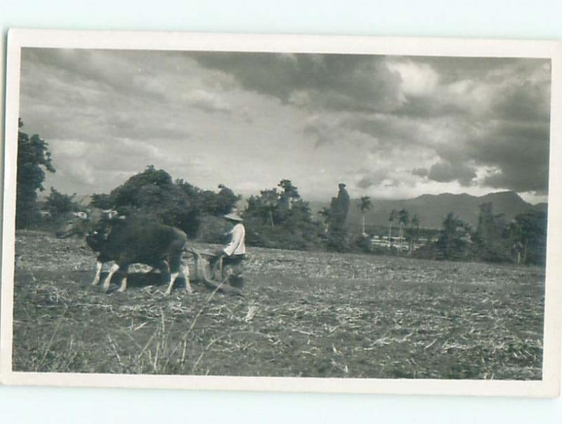 rppc 1920's PALM TREES BEHIND OX PULLING ANTIQUE PLOW ON THE FARM AC8757