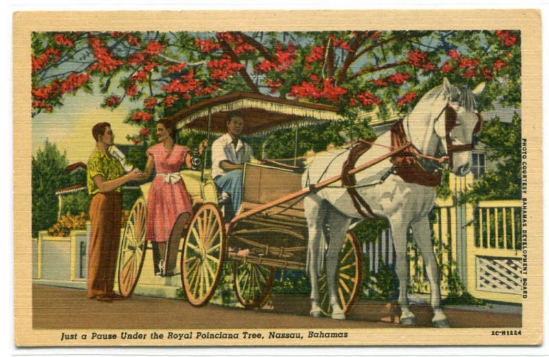 Horse Carriage Royal Poinciana Tree Nassau Bahamas linen postcard