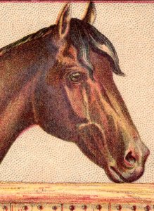 1880s Victorian Trade Cards Handsome Horses Set Of 4 F90