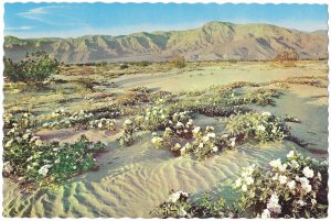 The Gardens of the Desert Unshorn Fields Boundless and Beautiful 4 by 6