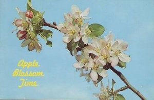 posted 1963 apple blossom time postcard