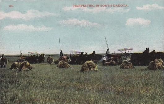 Harvesting Scene In South Dakota