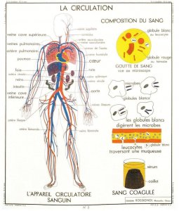 The Heart Human Body Blood Circulation School Wall Chart Postcard