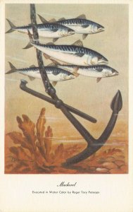 LPS68 MACKEREL FISH Roger Tory Peterson Postcard