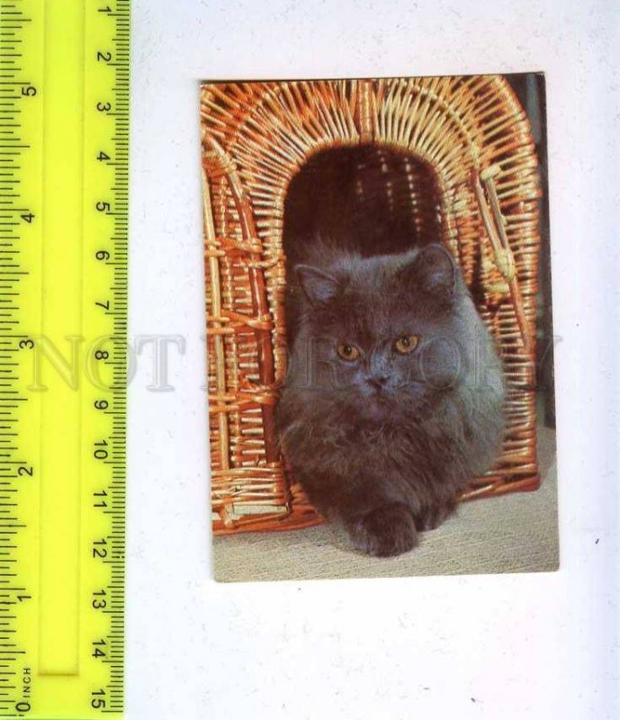 260056 USSR Black CAT Pocket CALENDAR 1992 year