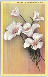 Postcard - Sego Lily, the State Flower of Utah