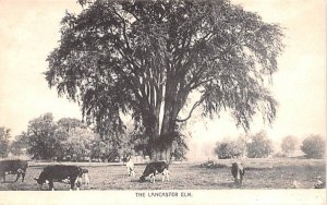 The Lancaster Elm Massachusetts