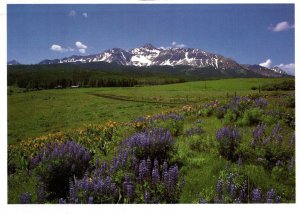 CONTINENTAL SIZE POSTCARD SNOWY CAPPED MOUNTAIN