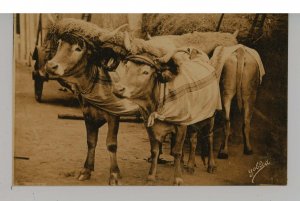 France - Pays Basque. Typical Harness of Cattle