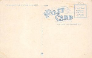 Young Alligator Just Hatched Alligator FL Postcard