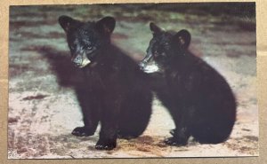 VINTAGE UNUSED POSTCARD - BLACK BEAR CUBS