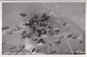 Florida Silver Springs Underwater Scene Showing Fish Real Photo