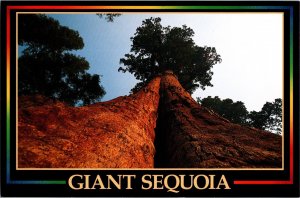 Continental Postcard Giant Sequoia Sierra Nevada Mountains, California CF5