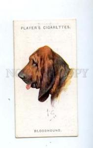 166923 BLOODHOUND by WARDLE Player CIGARETTE card ADVERTISING