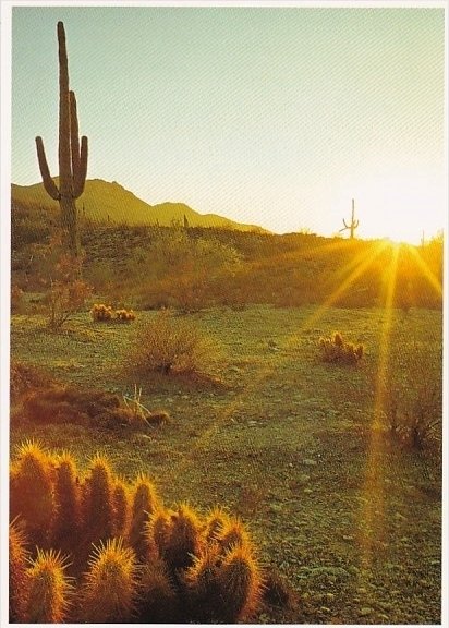 Arizona Mesa Saguaro And Hedgehog Cacti Glisten In The Morning Sun
