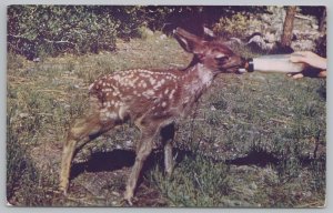 Animal~Oregon~Baby Deer-Fawn Gets Bottle~Vintage Postcard