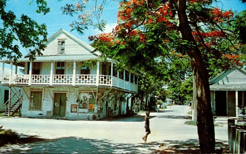 Florida Key West Street Scene With Royal Poinciana Blooms