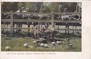 California Life Of The Ostrich At The Cawston Ostrich Farm 1907