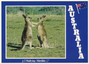 Greetings from Australia - Dancing Kangaroos - Waltzing Mailda