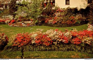 Mississippi McComb Beautiful Flowers In Full Bloom