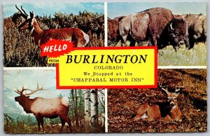 Burlington Colorado 1950s Postcard Buffalo Elk Chapparal Motor Inn Motel