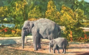 Vintage Postcard Indian Elephants and its Baby Park Zoo Animals