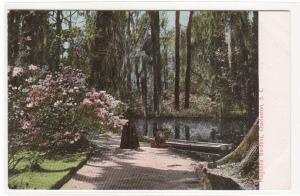 Magnolia Gardens Walk Charleston South Carolina 1905c postcard