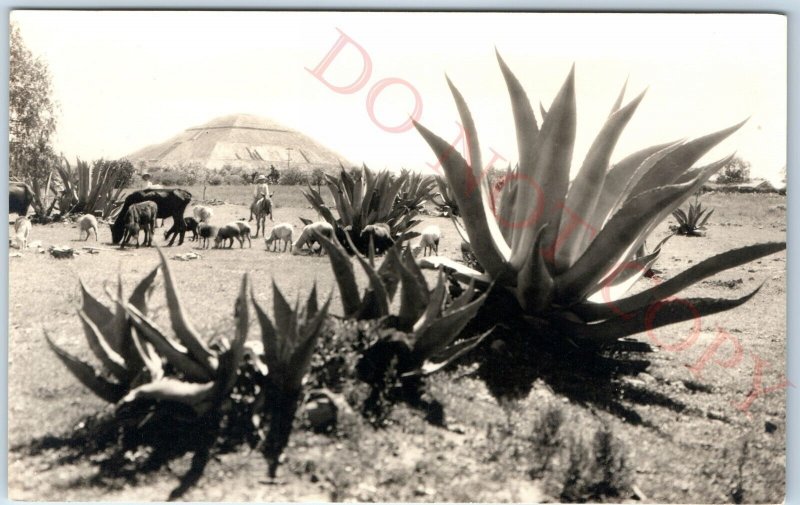 c1940s Teotihuacan Mexico RPPC Agave Farm Ancient Pre-Aztec Ruin Real Photo A141