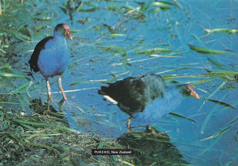 Pukeko Swamp Hen New Zealand Tiki Bird Postcard