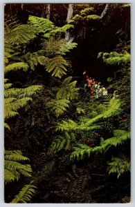 Postcard Hawaii - Thurston Lava Tube - Volcano