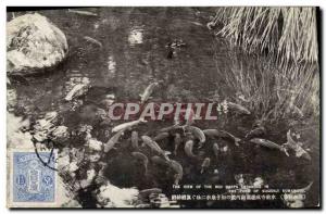 Postcard Old Fish Pisces The pond of Suizeki Kumanoto Japan Nippon