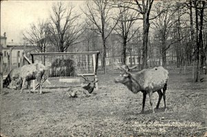 Oshkosh Wisconsin Northern Hospital Park Moose c1900-20s Vintage Postcard