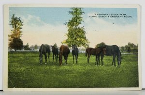 Horses Kentucky Stock Farm Along Queen & Crescent Route Postcard J16