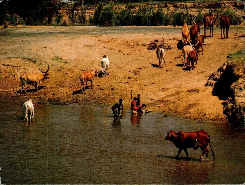 CI01279 burundi herd of cattle types ethnics traditional occupations 