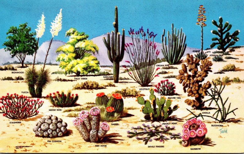 Cactus Cacti and Desert Flora Of The Great Southwest