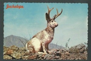 PPC Humor Wild Jackalope Rabbit W/Antlers 6 X 4 Has Stains & Creases