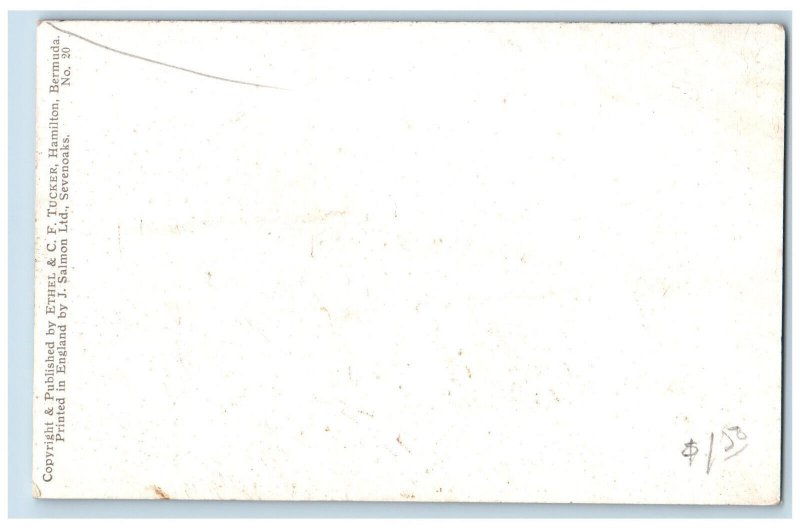 Bermuda Postcard Road Scene Oleanders Tree Plant c1910 Antique Unposted