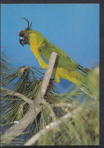 Animals Postcard - Birds - Tenerife Parrot, Loro Parque  RR1332