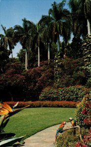 USA Sunken Gardens Saint Petersburg Florida Vintage Postcard 08.46