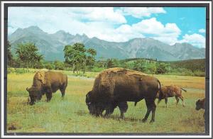 United States - Buffalo Bison Roam The Range - [MX-088]