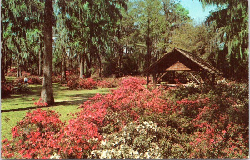 Postcard SC Orangeburg - Edisto Gardens